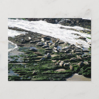 Cartão Postal Carpinteria Seal Sanctuário