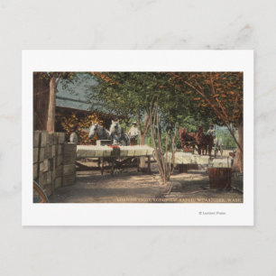 Cartão Postal Carregando Fruta no Longview Ranch