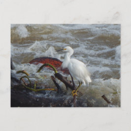 CARTÃO POSTAL CARRIBEAN BIRD #1