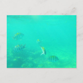 CARTÃO POSTAL CARRIBEAN SEA Nº 5 POSTCARTÃO