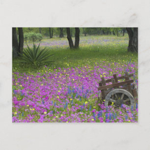 Cartão Postal Carrinho de Madeira em Phlox, Blue Bonnets