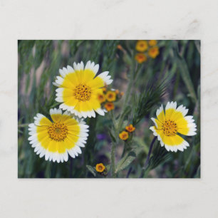 Cartão Postal Carrizo Plain Wildflower