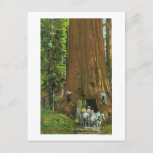 Cartão Postal Carruagem de cavalos sob uma Sequoia Gigante
