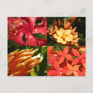 Cartão Postal "Cartão do calor tropical"