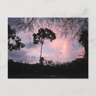 Cartão Postal Cartão: Mundo Florida do por do sol