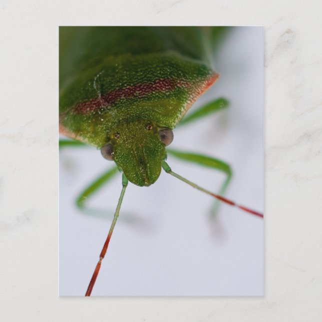 Cartão Postal Cartão-Postal (Frente)