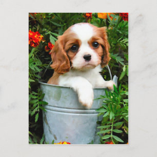 Cartão Postal Cartão-postal