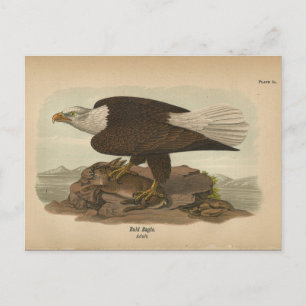 Cartão Postal Cartão-postal 1890 Bird Bald Eagle