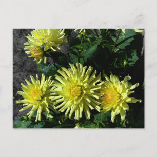 Cartão Postal Cartão-postal #1 Dahlia Lakeview