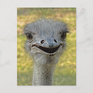 Cartão Postal Cartão-postal 2 sorridente de avestruz