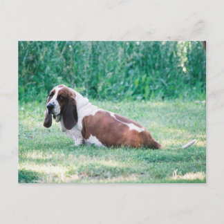 Cartão Postal Cartão-postal 3 do Basset Hound