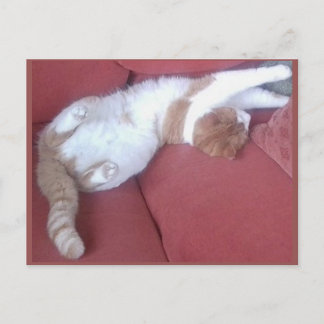 Cartão Postal Cartão-postal 9 - Cat Nap 1 - Beleza Animal