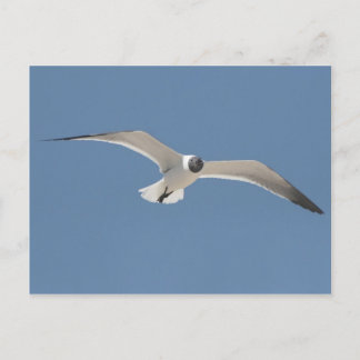 Cartão Postal Cartão-postal A5 Flying Seagull