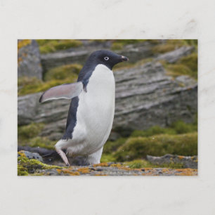 Cartão Postal Cartão-postal Adelie Penguin