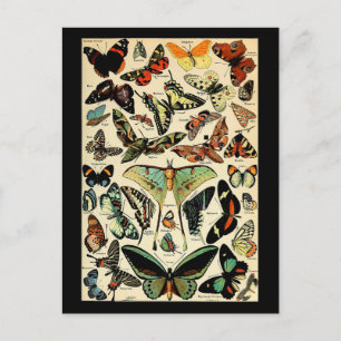 Cartão Postal Cartão-postal Adolphe Millot Papillons