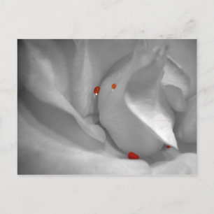 Cartão Postal Cartão-postal Aeolian Watercolor