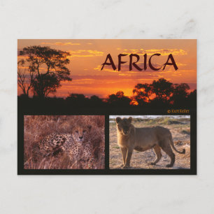 Cartão Postal Cartão-postal África Sunset & Big Cats