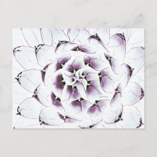 Cartão Postal Cartão-postal Agave Cactus