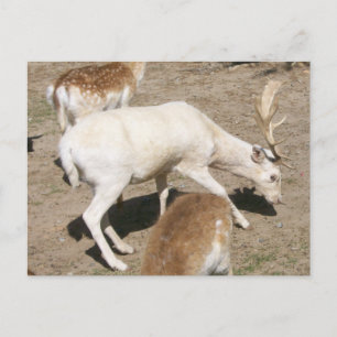 Cartão Postal Cartão-postal Albino Buck