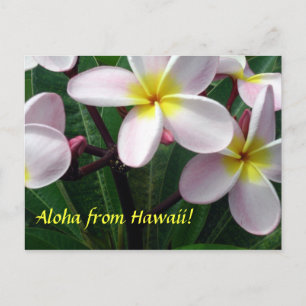 Cartão Postal Cartão-postal "Aloha do Havaí"