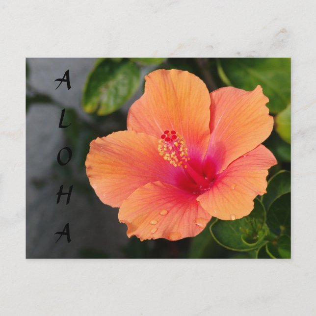 Cartão Postal Cartão-postal ALOHA Hibiscus (Frente)