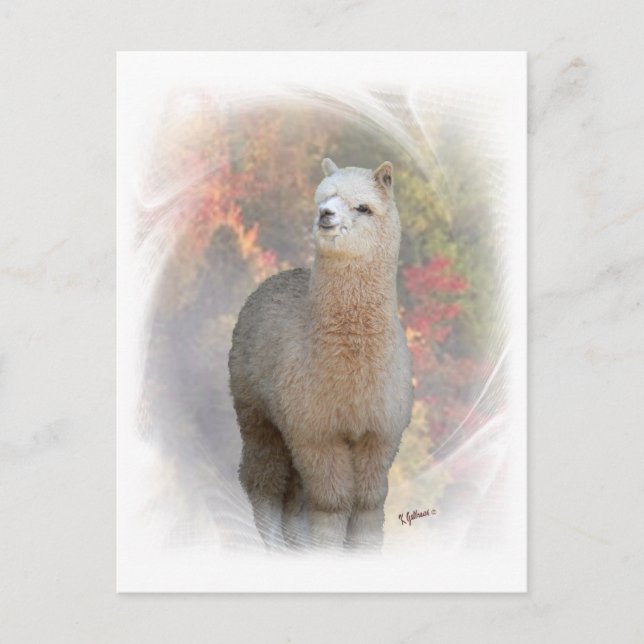 Cartão Postal Cartão-postal Alpaca (Frente)