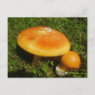 Cartão Postal Cartão-postal Amanita Caesarea Mushroom