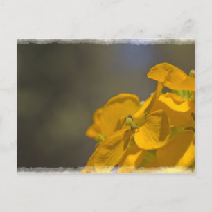 Cartão Postal Cartão-postal amarelo
