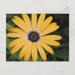 Cartão Postal Cartão-postal Amarelo