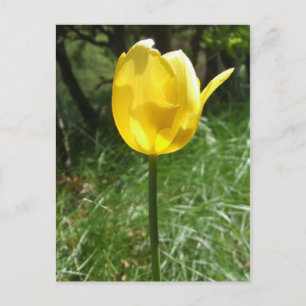 Cartão Postal Cartão-postal amarelo