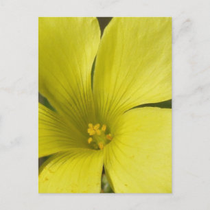 Cartão Postal Cartão-postal amarelo