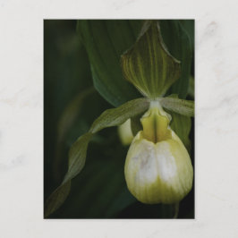 Cartão Postal Cartão-postal Amarelo 2