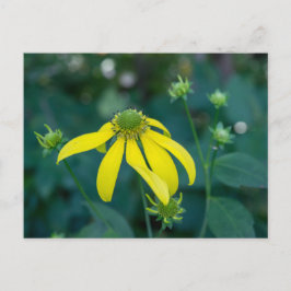Cartão Postal Cartão-postal Amarelo-Amarelo-Coneflower de Cabeça