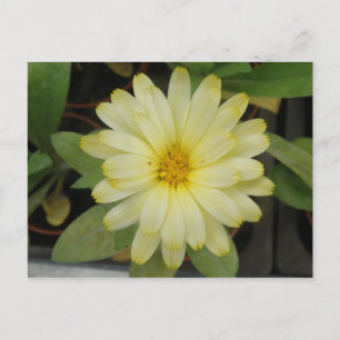 Cartão Postal Cartão-postal Amarelo Bonito