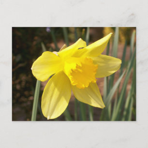 Cartão Postal Cartão-postal amarelo Daffodil
