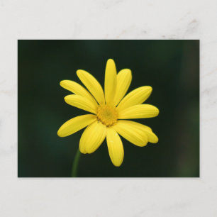 Cartão Postal Cartão-postal Amarelo Daisy