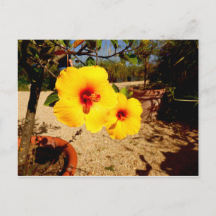 Cartão Postal Cartão-postal amarelo Hibiscus