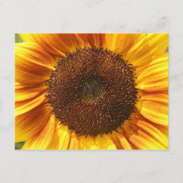 Cartão Postal Cartão-postal amarelo, laranja e girassol castanho