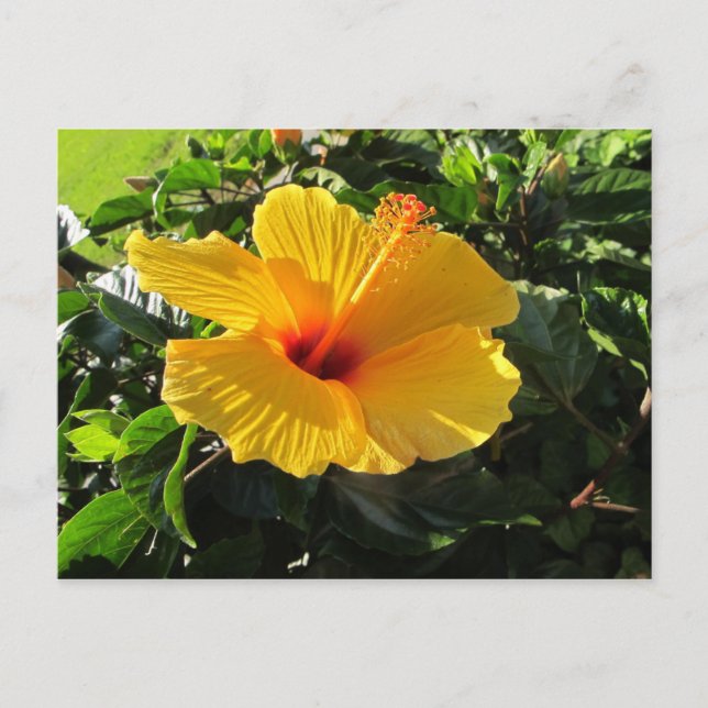 Cartão Postal Cartão-postal amarelo para flores de hibiscus (Frente)