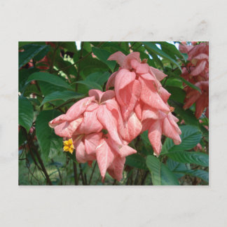 Cartão Postal Cartão-postal amarelo-rosa-Fiji