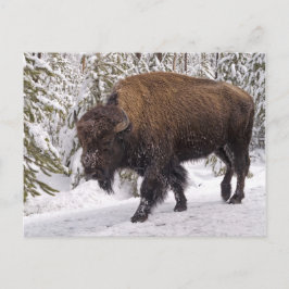 Cartão Postal Cartão-postal American Bison (Bison bison)
