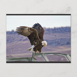 Cartão Postal Cartão-postal americano Bald Eagle