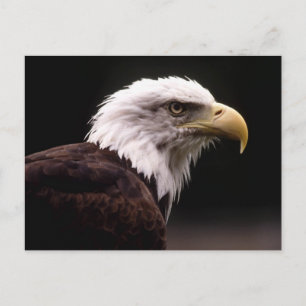 Cartão Postal Cartão-postal americano Bald Eagle