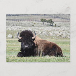 Cartão Postal Cartão-postal americano Bison