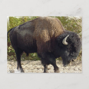 Cartão Postal Cartão-postal americano Buffalo
