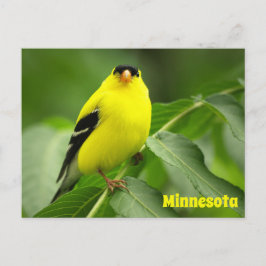 Cartão Postal Cartão-postal americano Goldfinch