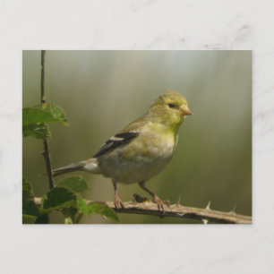 Cartão Postal Cartão-postal americano Goldfinch