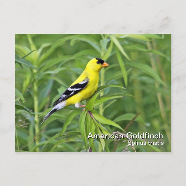 Cartão Postal Cartão-postal americano Goldfinch (Frente)