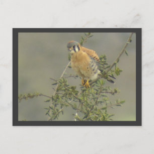 Cartão Postal Cartão-postal americano Kestrel