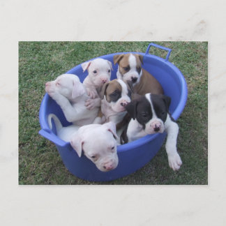 Cartão Postal Cartão-postal Americano para Cães de Balão